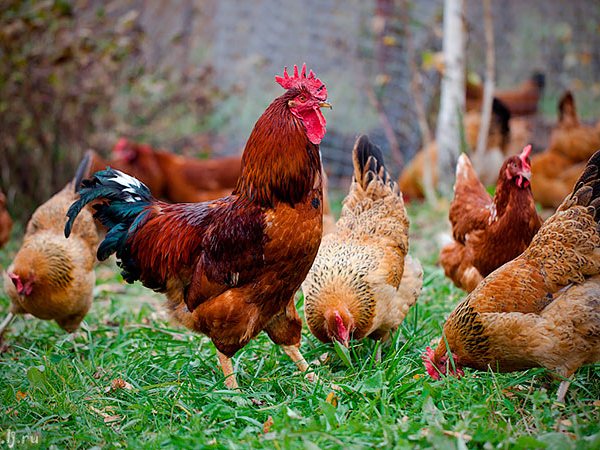 Породы куриц | ЗооТом - продажа, вязка и услуги для животных в Абакане