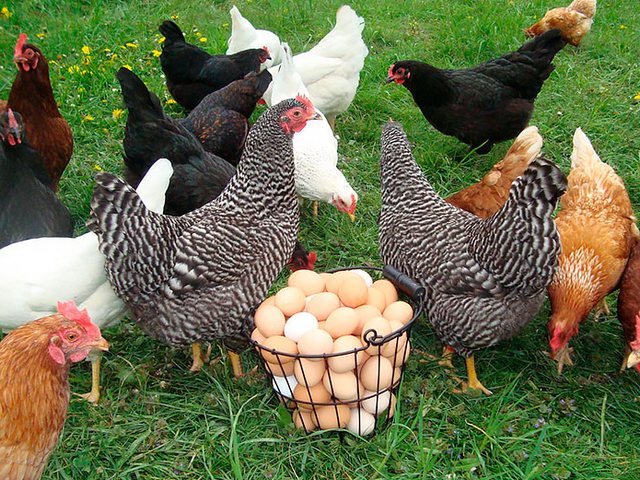 Содержание кур и уход за ними | ЗооТом - продажа, вязка и услуги для животных в Абакане