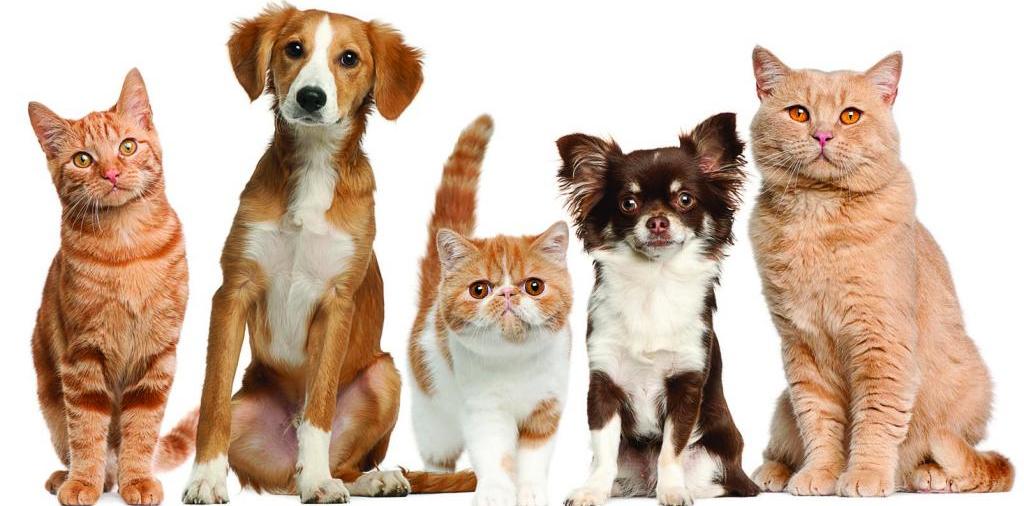 Доска объявлений о животных | ЗооТом - продажа, вязка и услуги для животных в Абакане