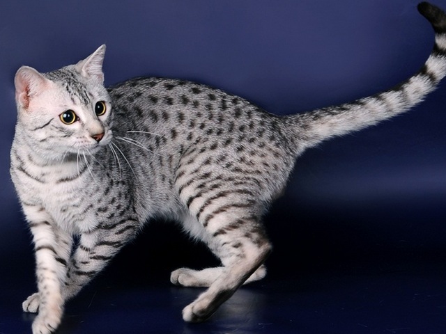 Породы кошек в Абакане | ЗооТом портал о животных