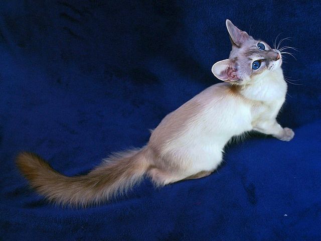 Выведенные породы кошек в Абакане | ЗооТом портал о животных