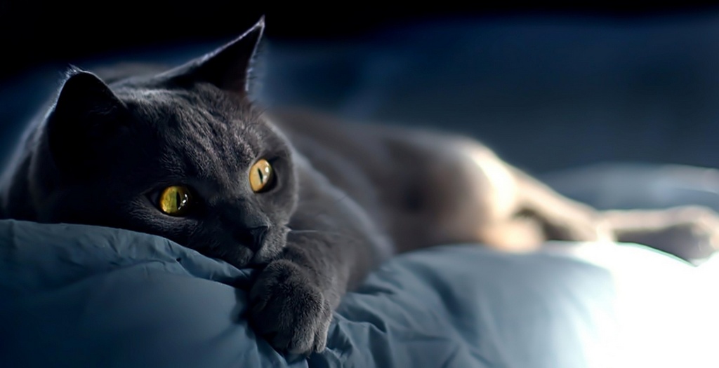 Объявления о кошках | ЗооТом - продажа, вязка и услуги для животных в Абакане