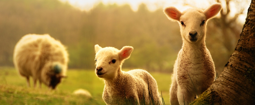Объявления о сельскохозяйственных животных | ЗооТом - продажа, вязка и услуги для животных в Абакане