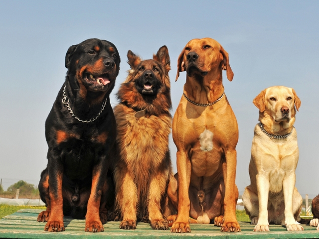 Крупные породы собак в Абакане | ЗооТом портал о животных