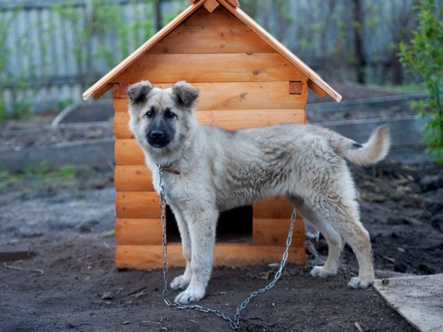 Все о собаках в Абакане